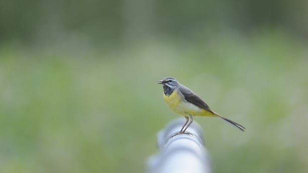 Grey Wagtail