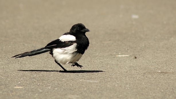 Magpie. Photo: Brian Burke
