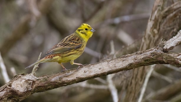 Yellowhammer