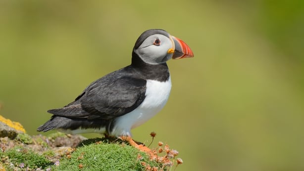 Puffin