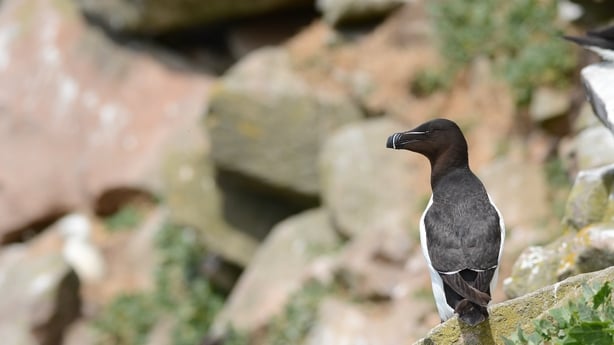 Razorbill. Photo: Brian Burke