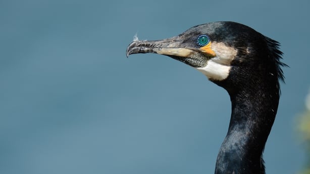 Cormorant. Photo: Brian Burke