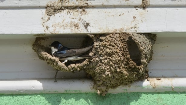 House Martin