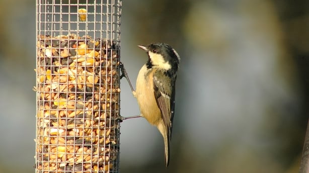 Coal Tit