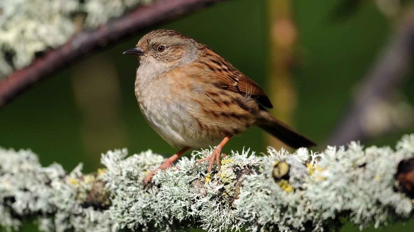 Common Garden Birds Ireland Fasci Garden