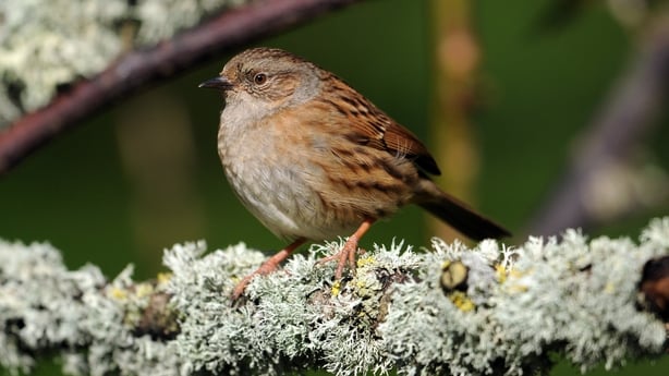 Dunnock