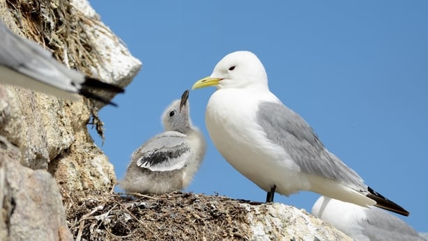 Kittiwake