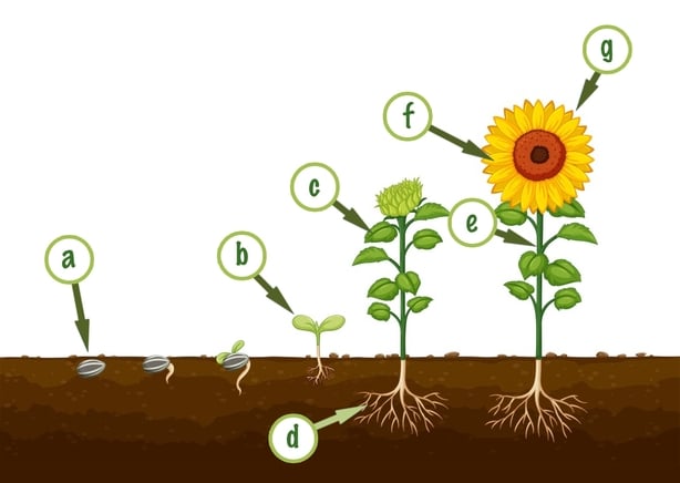 3rd and 4th Class: Science - Plants