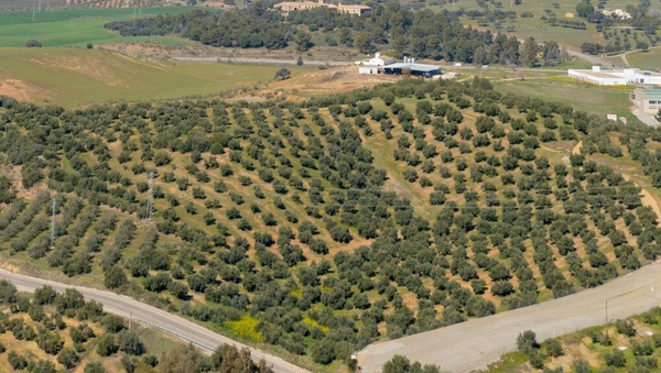 An olive grove near Almodovar del Rio in Cordoba, Spain