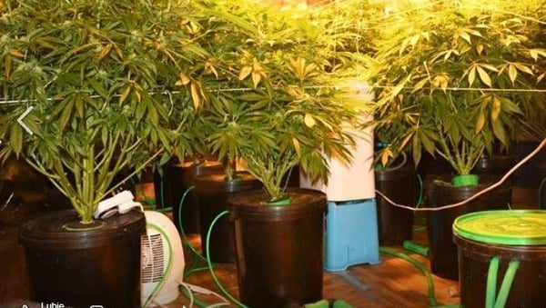 Cannabis plants with an estimated combined value of €94,000 were seized at different premises