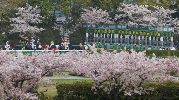 The Classic crop has already started to bloom in Japan