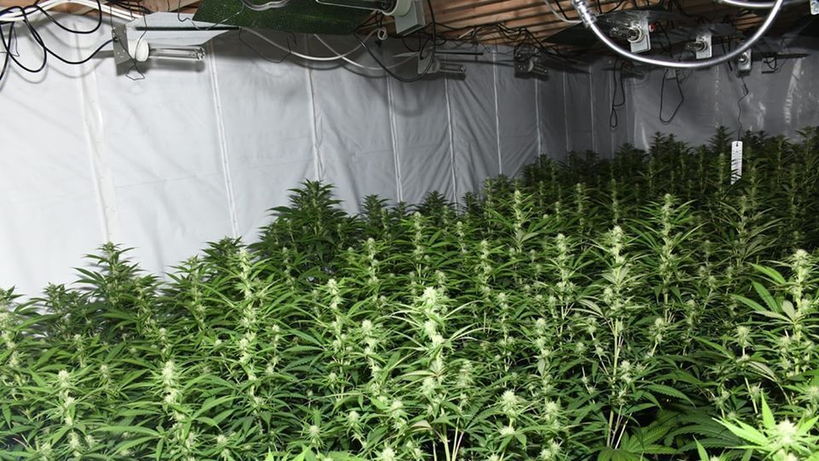 Grow house discovered and €400,000 of cannabis seized