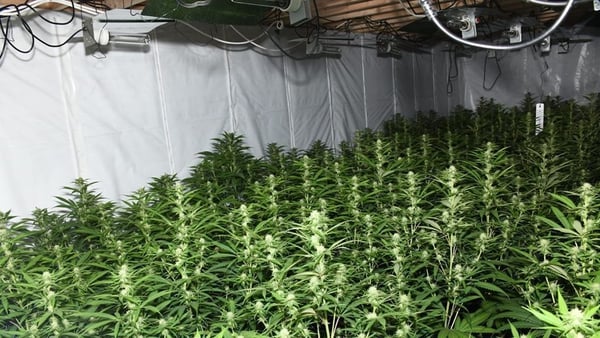 Gardaí say the premises had been converted into a grow house