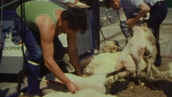All-Ireland Shearing Final