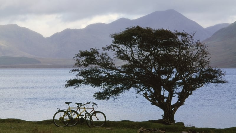 A hawthorn tree at Kylemore Lough in Connemara. Photo: Getty Images