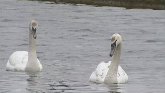 Dublin Grand Canal swans.