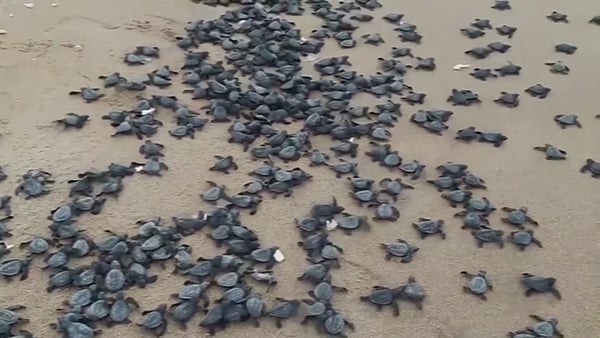 After a period of about 45 days, the hatchlings come out and return to the seas