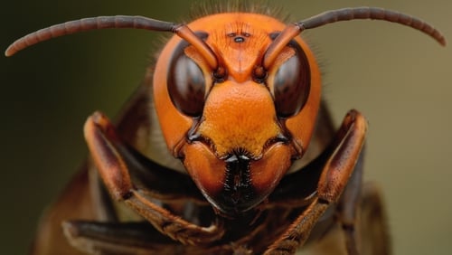Irish beekeepers fear the Asian hornet may not be far away