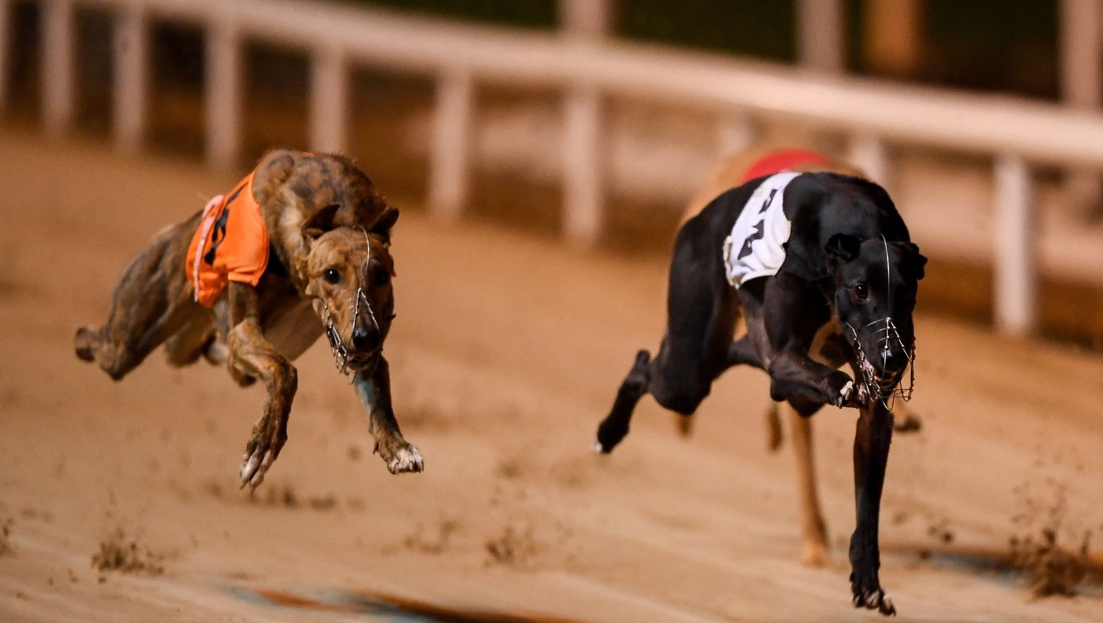 Greyhound clearance racing rte