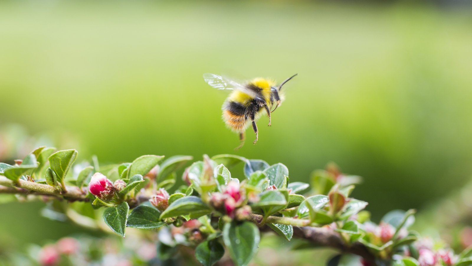 World Bee Day 7 Ways To Support Bees In Your Garden