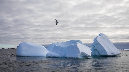 A kelp gull flies over icebergs surrounding Galindez Island in Antarctica