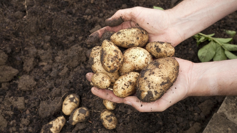 How to grow spuds and not duds.