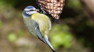 A Blue Tit at a feeder. Credit: Jim Wilson