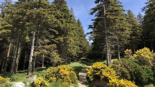 The Taoiseach said the Govt's aim was to get Irish farmers to take up existing forestry schemes