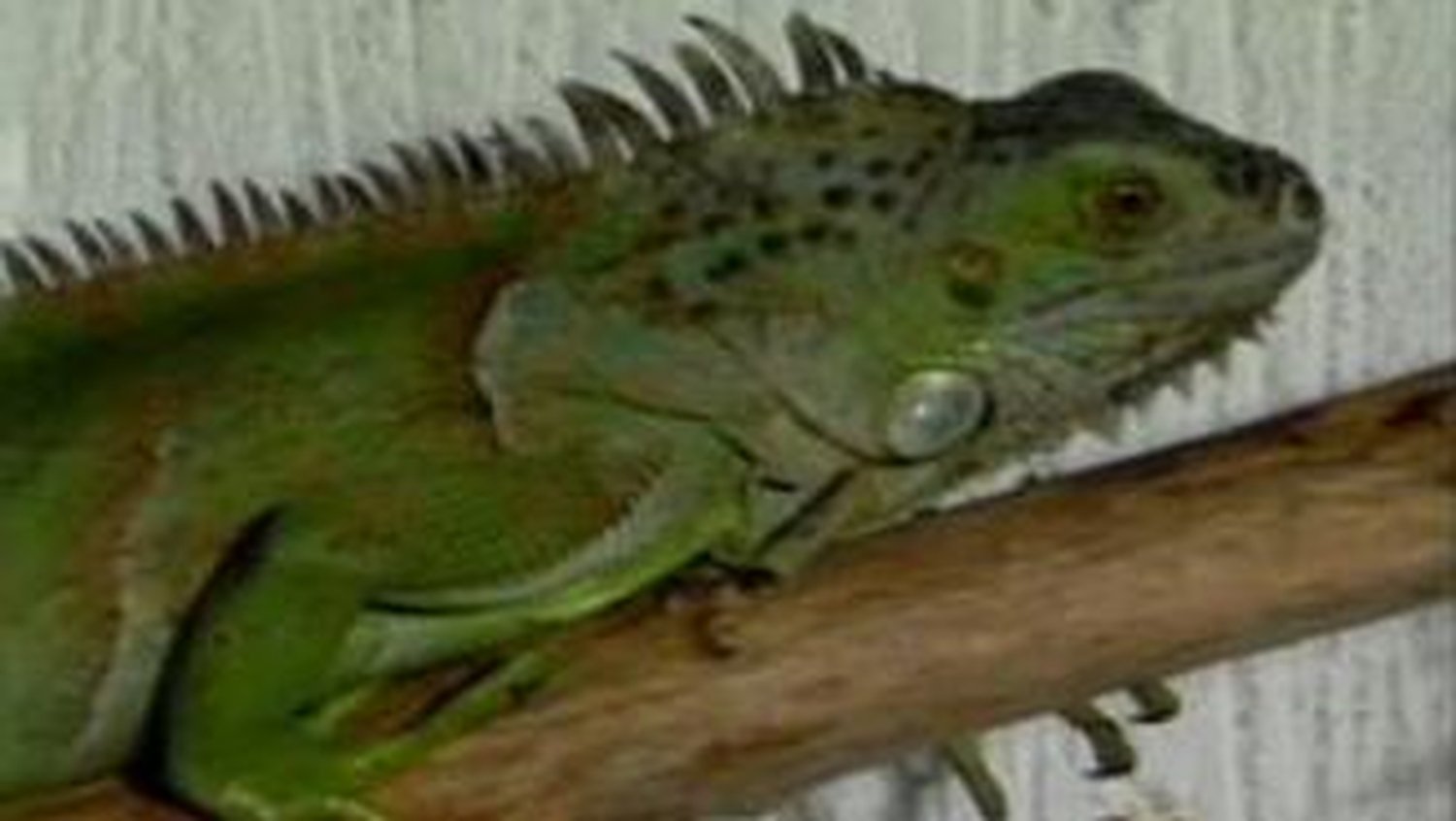 RTÉ Archives Collections Belfast Reptile Pet Shop