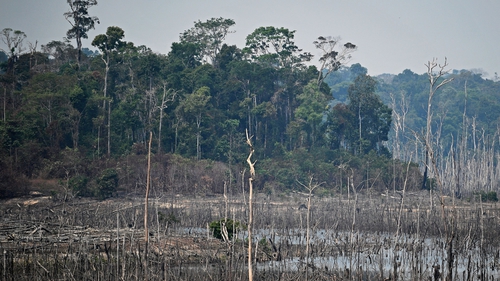 The 38,000 square kilometres destroyed in 2019 made it the third most devastating year for primary forests since the scientists began tracking their decline