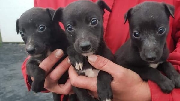 Three puppies were among the cute haul (Credit: An Garda Síochána Tipperary Facebook page)