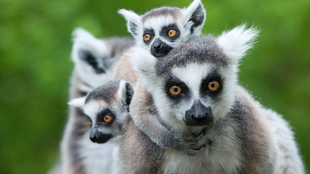 A family of ring-tailed lemur