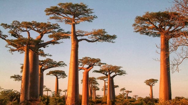Sunset on the Avenue of the Baobabs