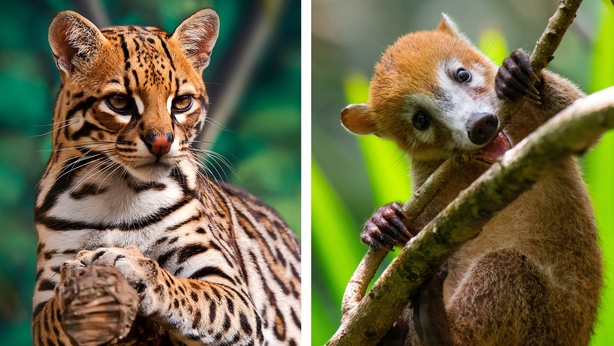 An ocelot and a young coatimundi