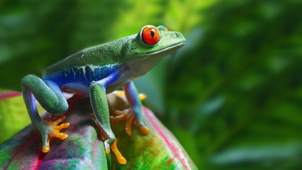 A red-eyed tree frog