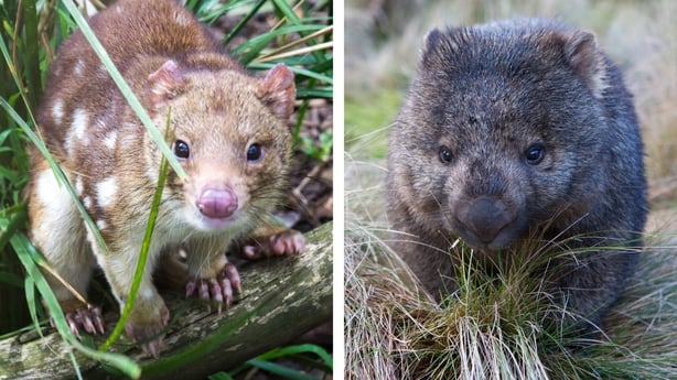 A spotted quoll and a wombat