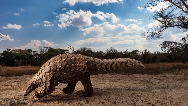 (Brent Stirton Professional competition, Natural World & Wildlife, Category Winner, 2020, Sony World Photography Awards/PA)