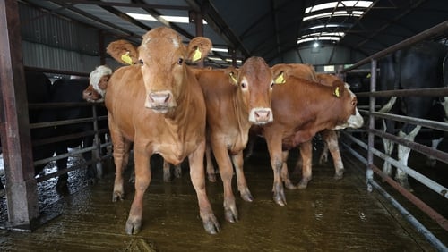 Cattle for sale at Kilcullen livestock mart, Co Kildare, in 2020
