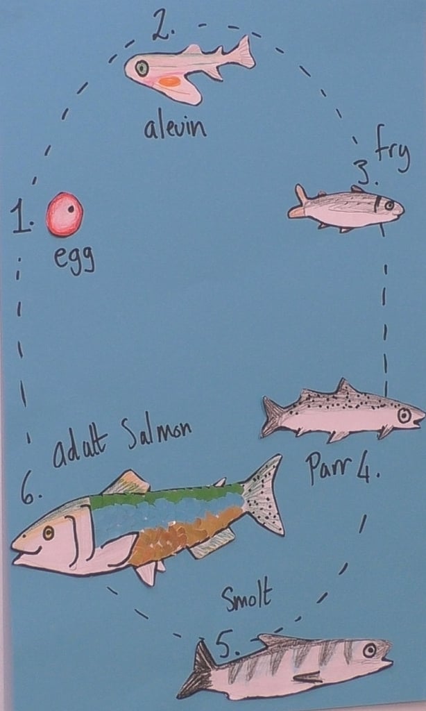 salmon life cycle diagram