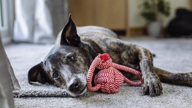 how to keep a dog from smelling like wet dog