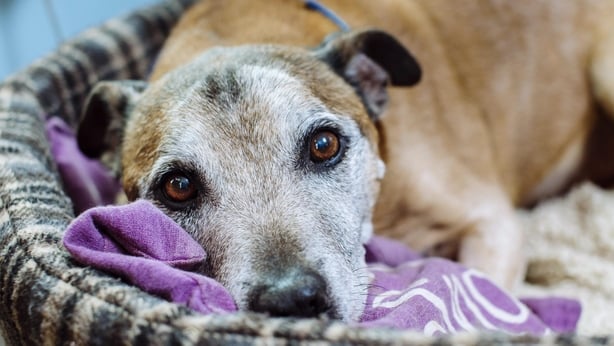 can dogs smell through windows