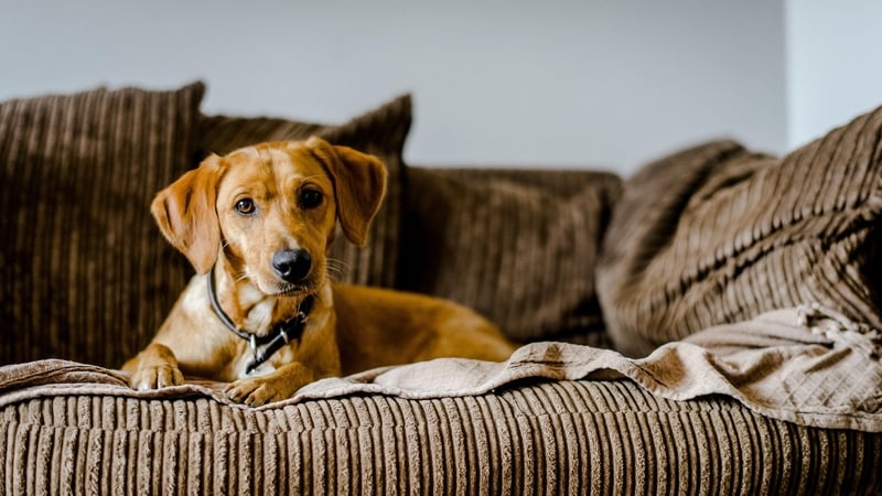 12 Ways To Stop Your Dog From Making The House Smell