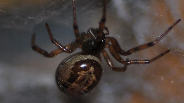 The False Widow spider has been spreading worldwide