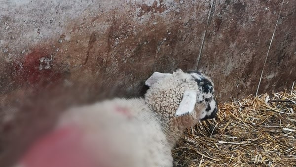 Gardaí say dogs can cause horrific injuries to sheep (Pic: Gardaí)