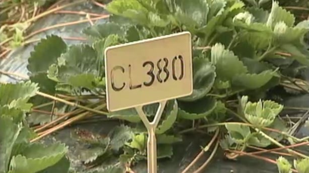 CL380 strawberry variety