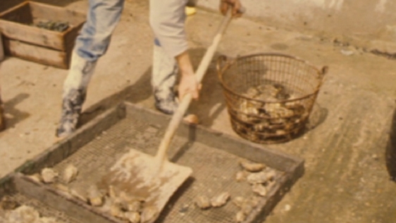 Oyster farming, County Cork (1975)