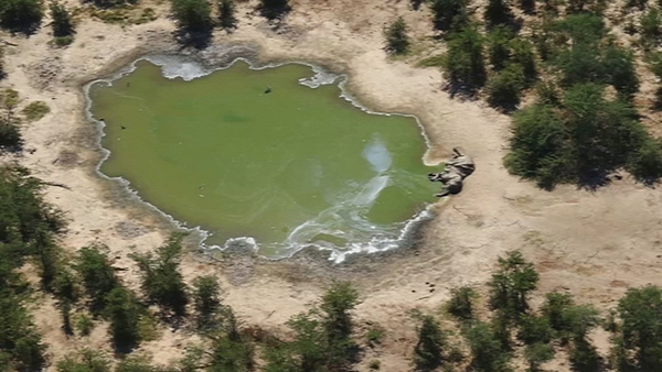 Authorities have had a report of 356 dead elephants north of the Okavango Delta