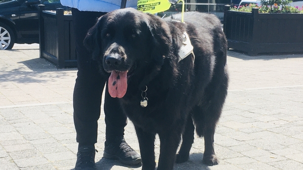 irish guide dogs shop