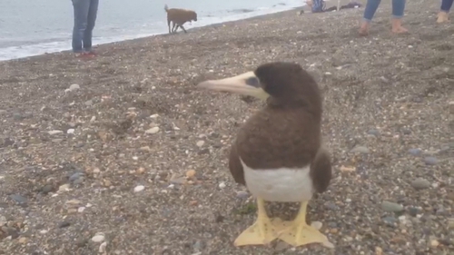 The Brown Booby was spotted on the beach at Greystones
