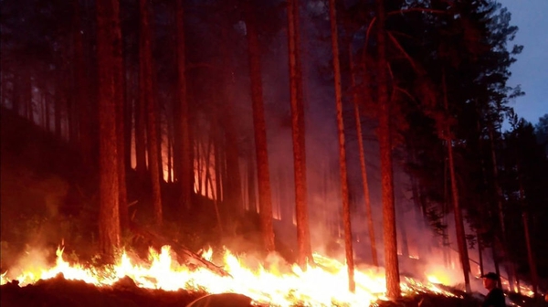 A wildfire rages in a forest in the Buryatia area of Siberia